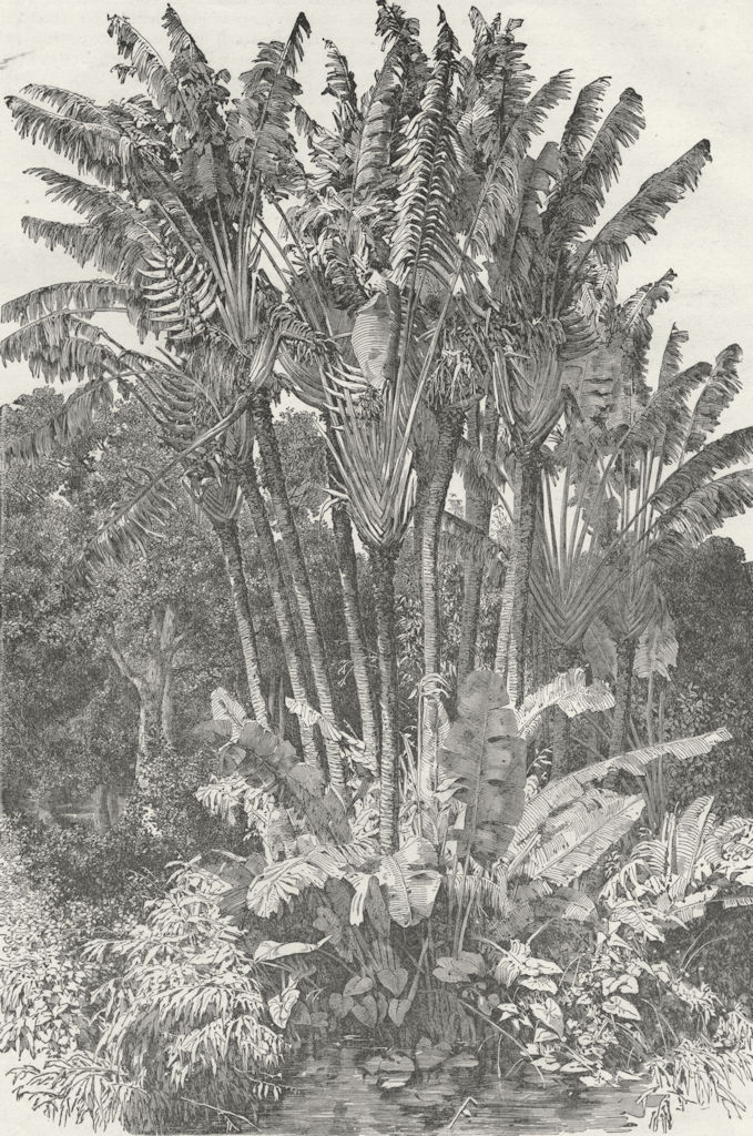 MADAGASCAR. Ravenal Trees 1880 old antique vintage print picture