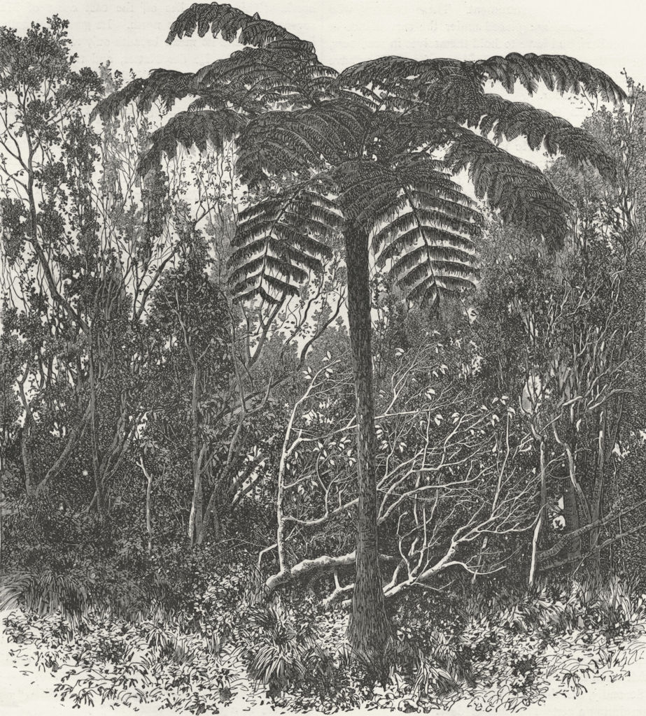Associate Product MADAGASCAR. Tree-Fern-Madagascar 1880 old antique vintage print picture