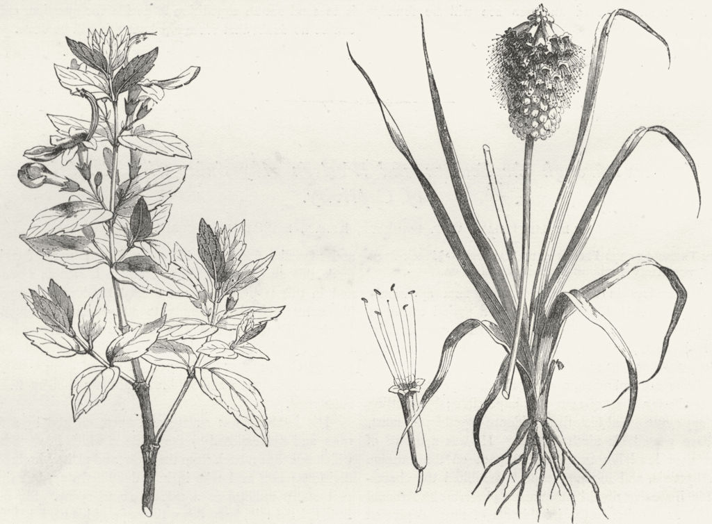 ETHIOPIA. Flowers. Teucrium; Obitus Abyssinicus 1880 old antique print picture