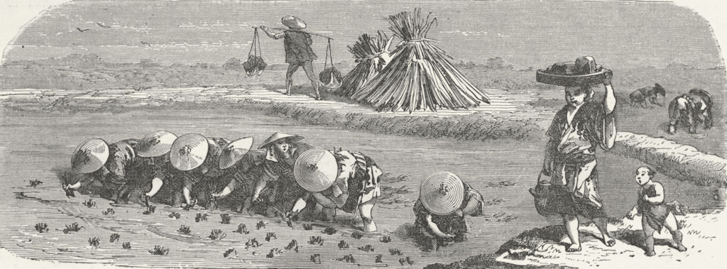 JAPAN. Japanese in the rice-field 1880 old antique vintage print picture