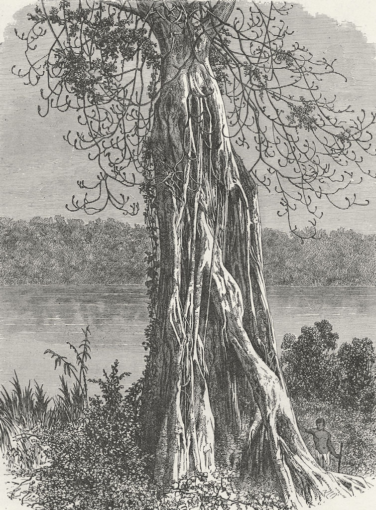 GABON. Trunk of Ovounchua, species Ficus 1880 old antique print picture