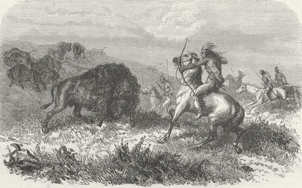 USA. . Indians hunting Bison 1880 old antique vintage print picture