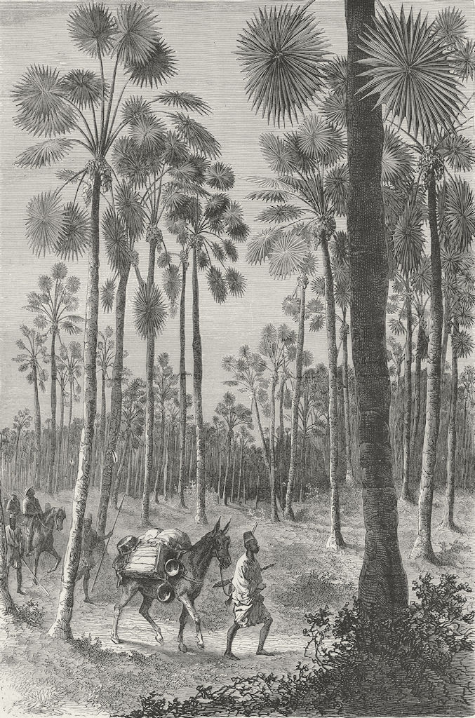 MALI. Forest of Fan-leaved Palms 1880 old antique vintage print picture