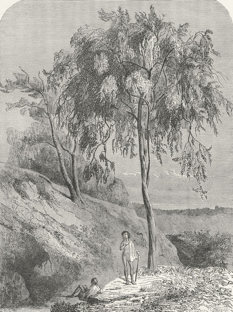 Associate Product AUSTRALIA. Bush Queensland. Metrosideros Trees  1880 old antique print picture