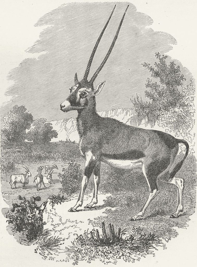 SOUTH AFRICA. Natal & Zululand. Caffrarian Antelope 1880 old antique print