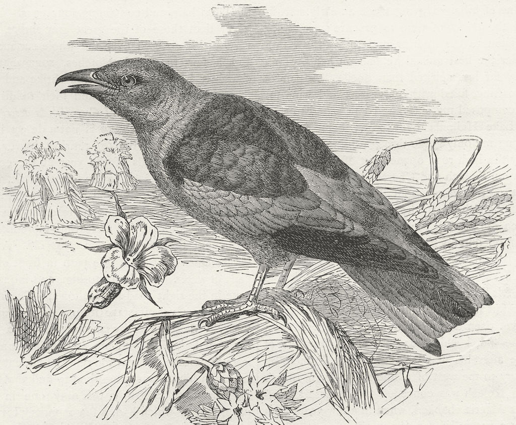 BIRDS. North Africa. Roller(Coracias garrula) 1880 old antique print picture