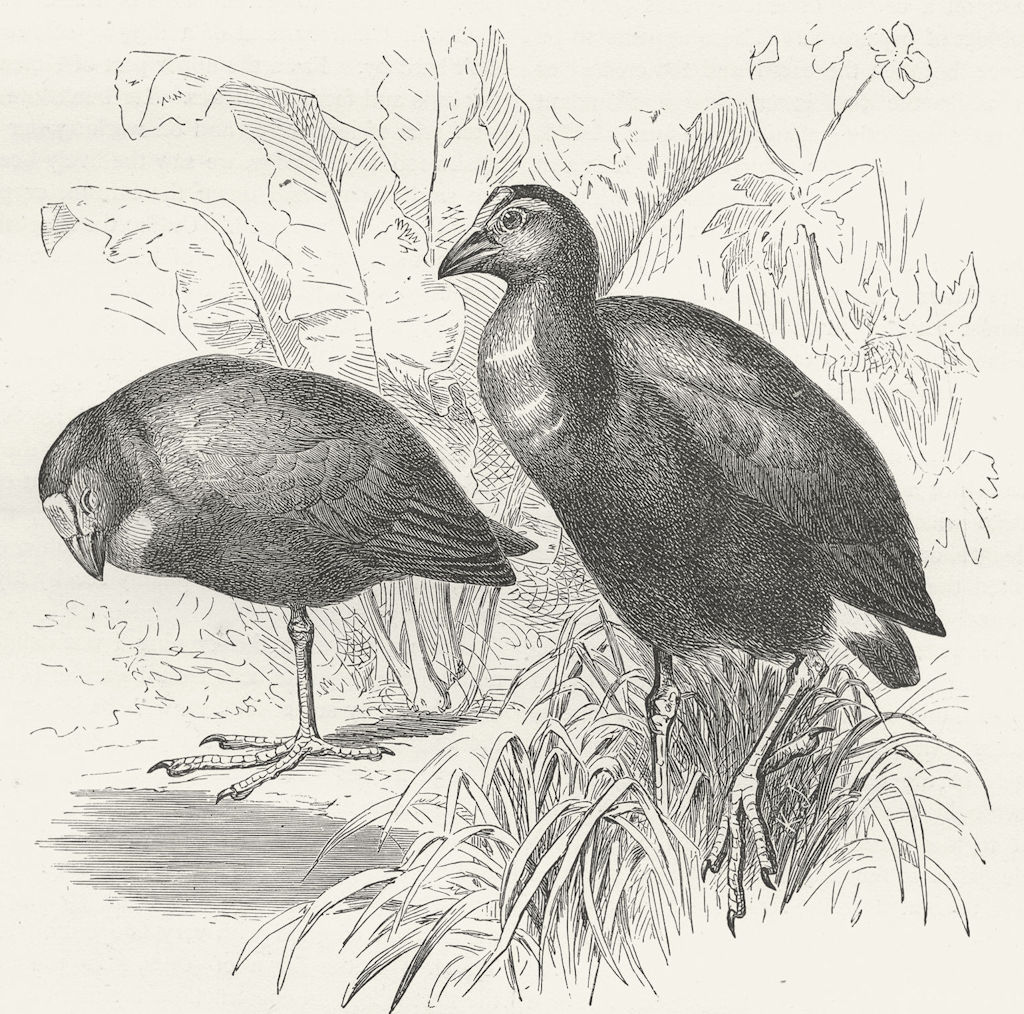 BIRDS. Gt Purple Gallinule(Prophyrio hyacinthimus) 1880 old antique print