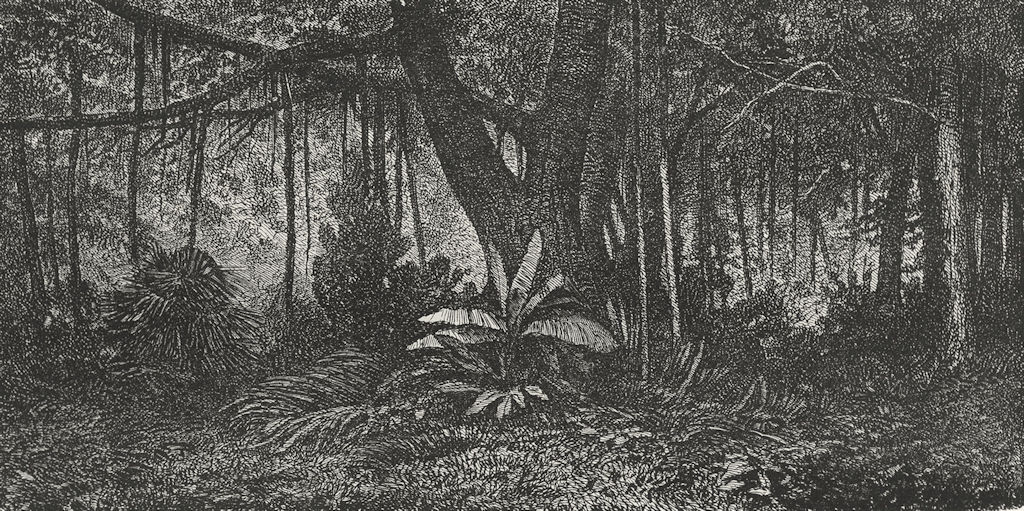 INDONESIA. Forest in Java 1880 old antique vintage print picture