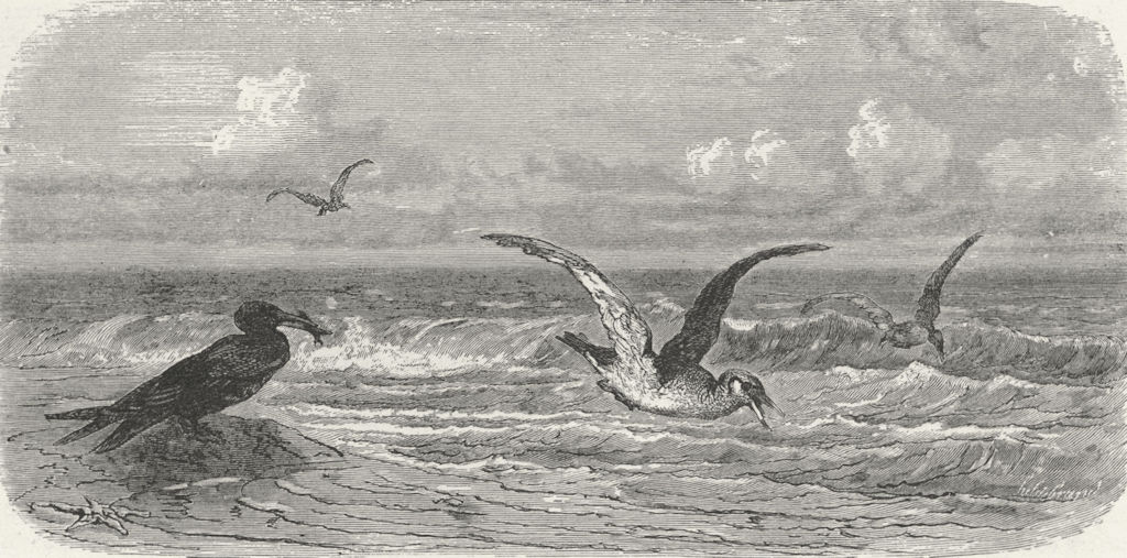 FLORIDA. Scissor-bills in pursuit of prey 1880 old antique print picture