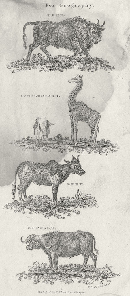 COWS. For Geography. Urus; Cameleopard; Zebu; Buffalo 1790 old antique print