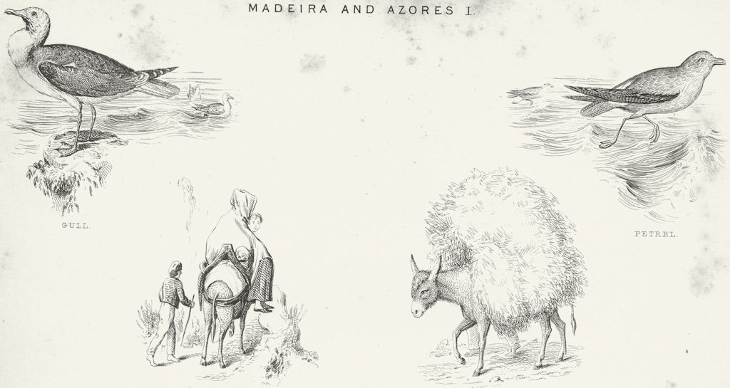 MADEIRA. Azores. Gull; market-Fayal; Petrel; donkey c1849 old antique print