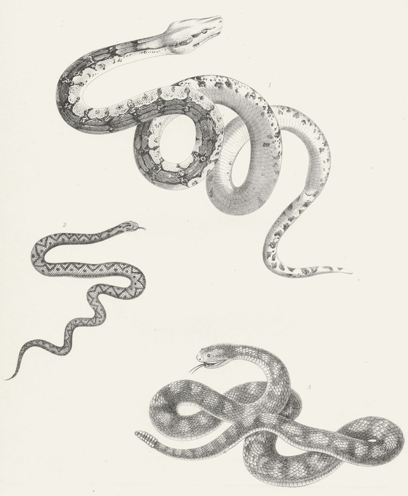 SNAKES. Boa Constrictor; Viper; Banded Rattlesnake c1849 old antique print