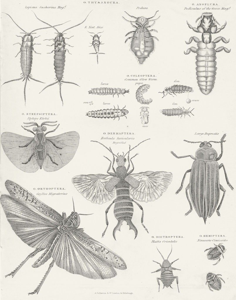 INSECTS. Natural history II Insects I c1849 old antique vintage print picture