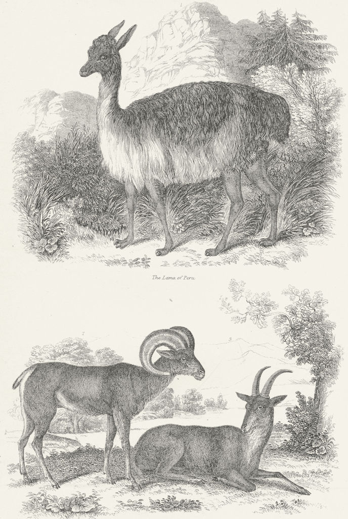 PERU. IX Lama of & Argali. big horn Rocky Mountains c1849 old antique print