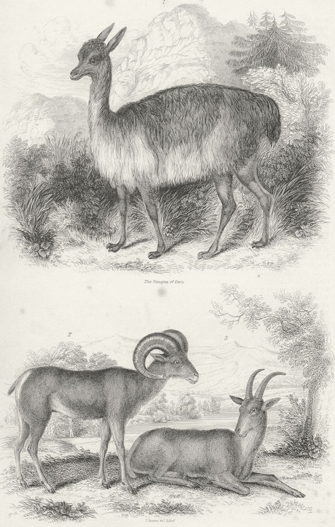 PERU. Vieugna of; Argali Big Horn, Rocky Mountains 1849 old antique print