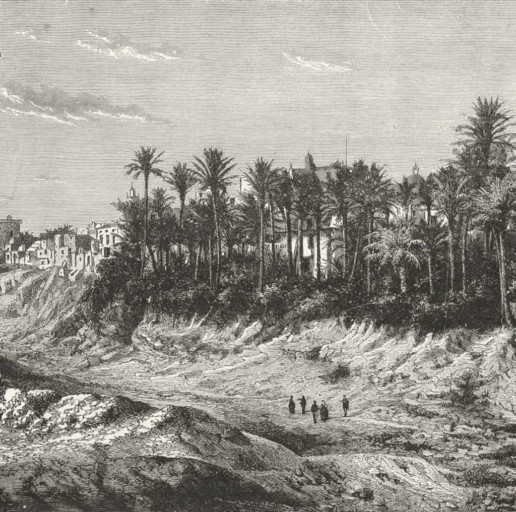 SPAIN. Palm grove of Elche c1885 old antique vintage print picture
