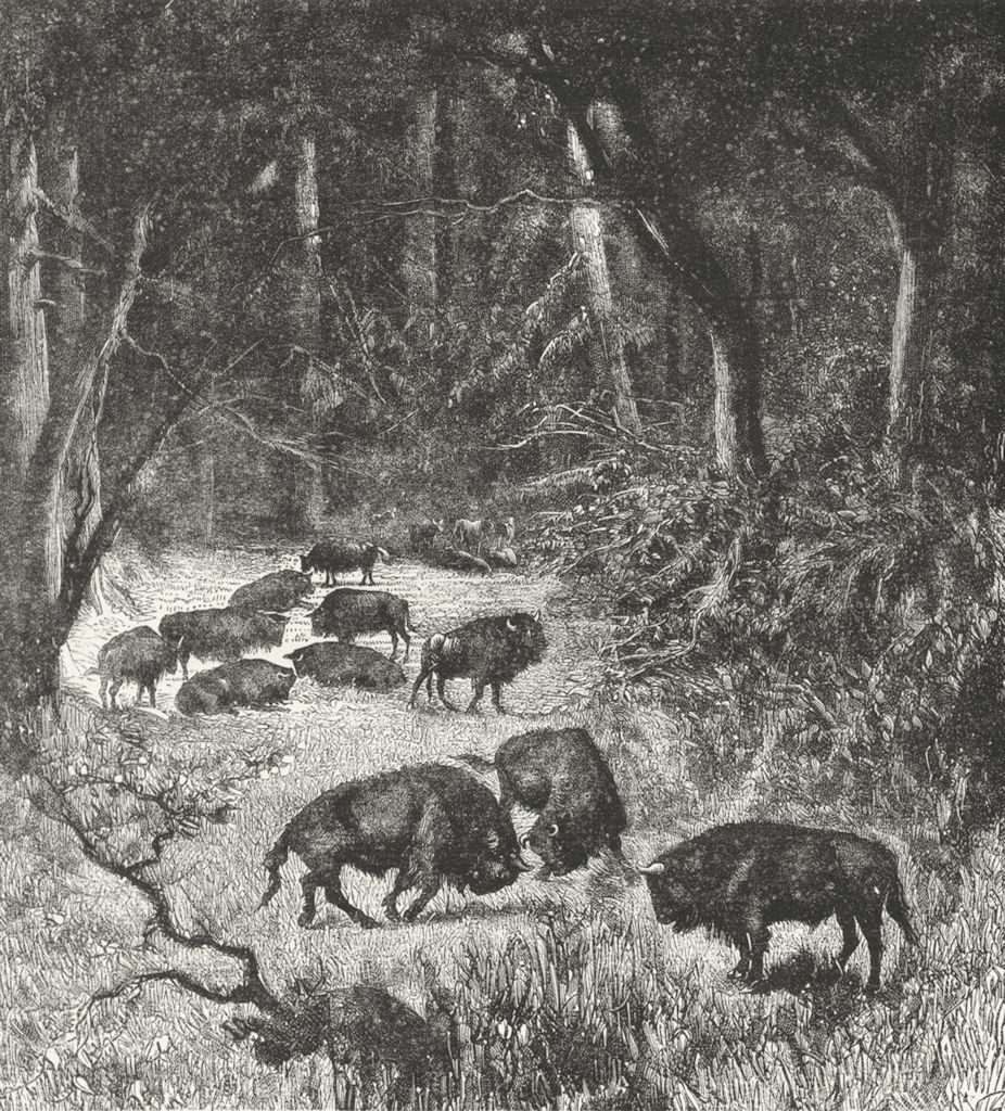 LITHUANIA. Bisons of Bela-Veja Forest c1885 old antique vintage print picture
