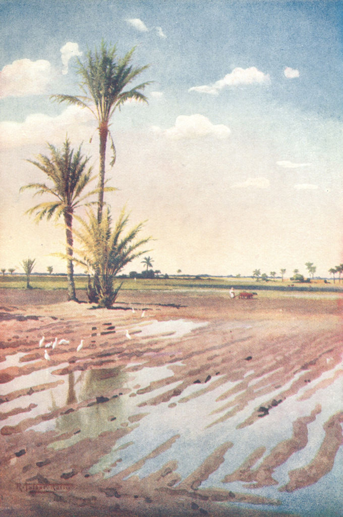 Associate Product EGYPT. An irrigated field 1912 old antique vintage print picture