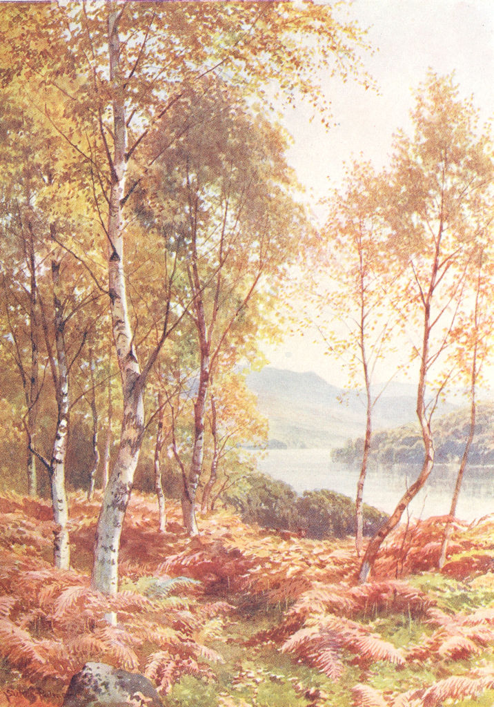 SCOTLAND. Birches, Loch Achray, Perthshire 1904 old antique print picture