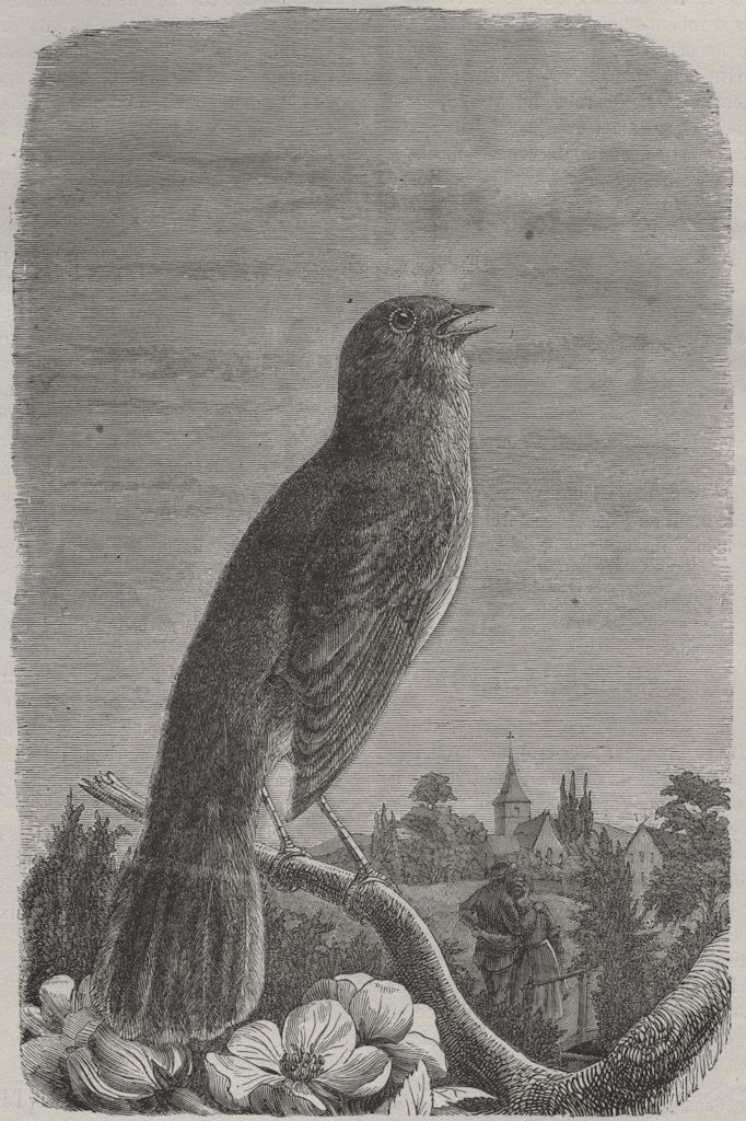 BIRDS. Rossignol 1869 old antique vintage print picture