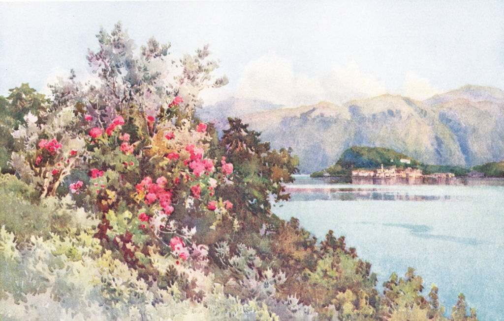 ITALY. Lake Como. Roses, Villa Carlotta, Lago di Como 1905 old antique print
