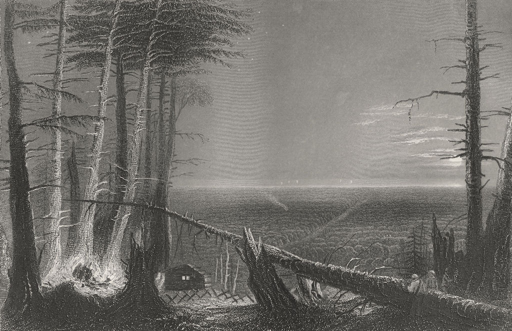 A Forest on Lake Ontario, New York. WH BARTLETT 1840 old antique print picture