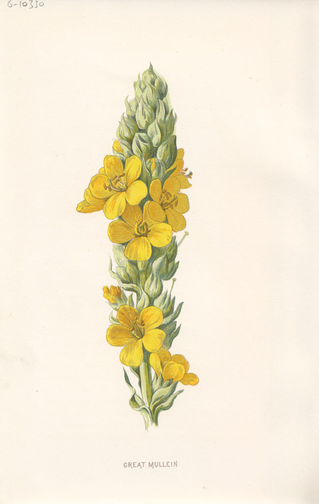 FLOWERS. Great Mullein c1895 old antique vintage print picture