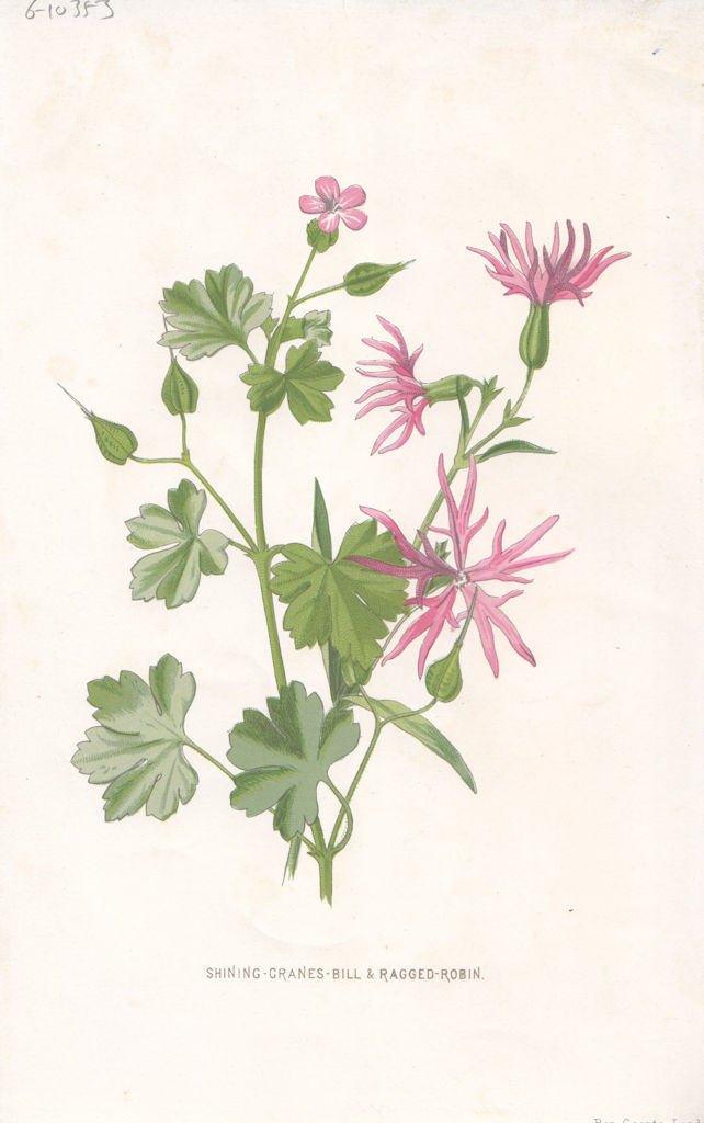 Associate Product FLOWERS. Shining Crane's-bill & Ragged Robin c1895 old antique print picture