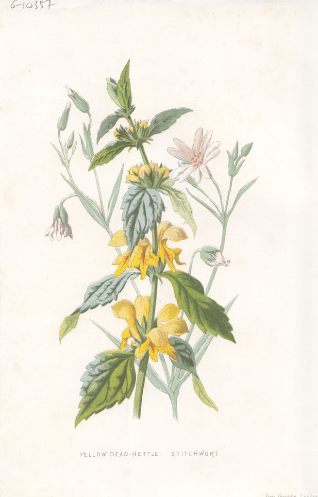 FLOWERS. Yellow Dead-Nettle & Stitchwort c1895 old antique print picture