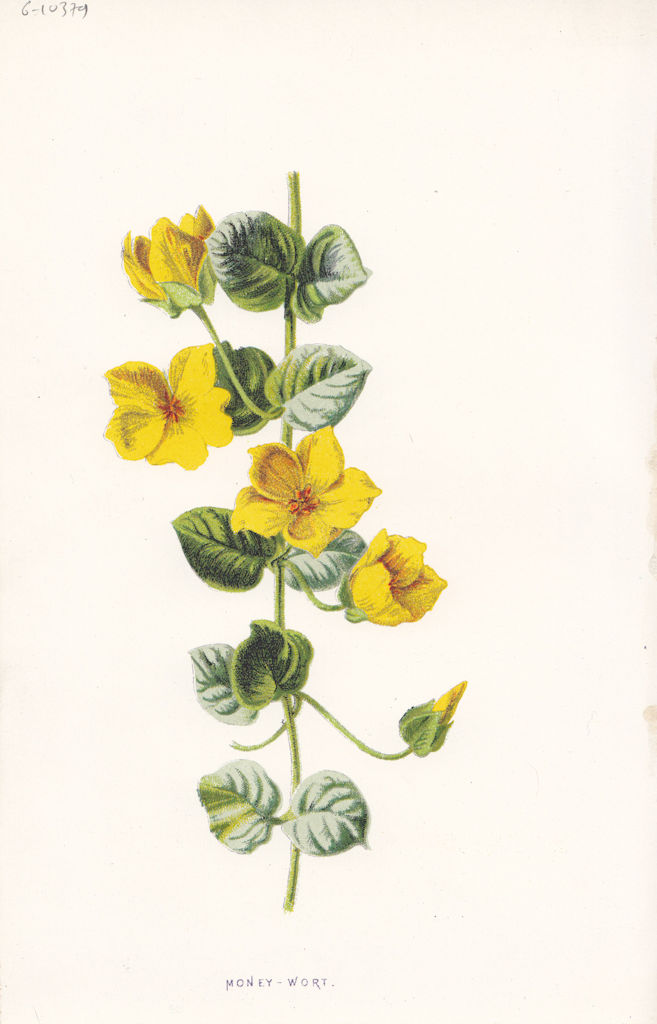 FLOWERS. Moneywort c1895 old antique vintage print picture