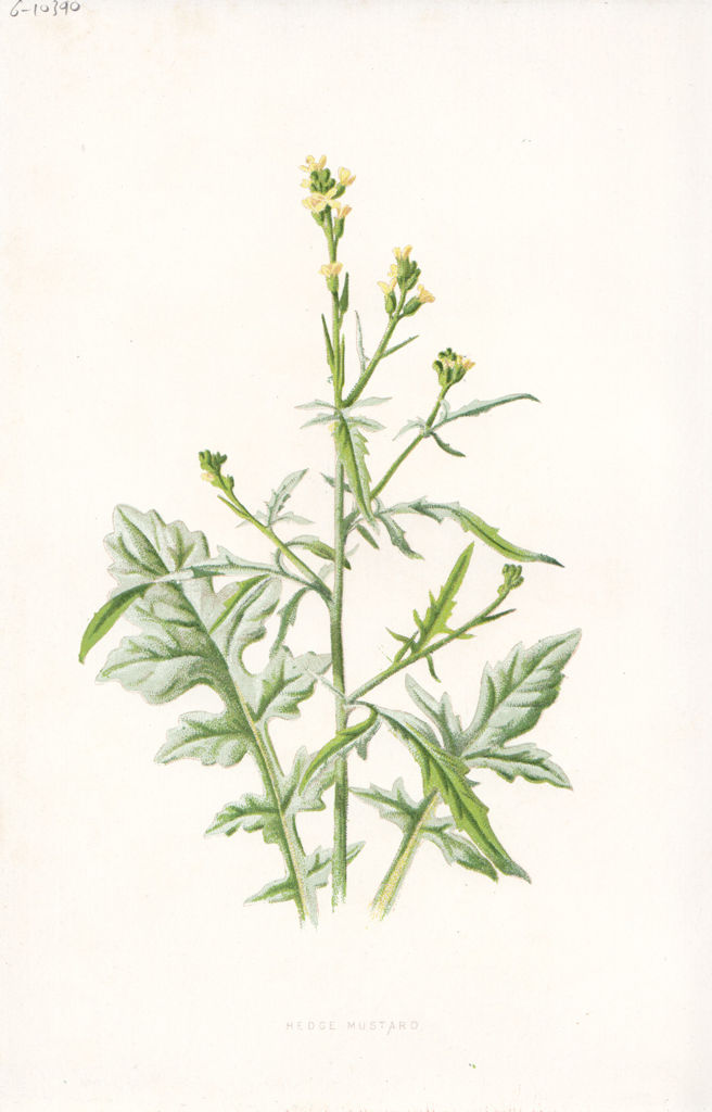 Associate Product FLOWERS. Hedge Mustard c1895 old antique vintage print picture