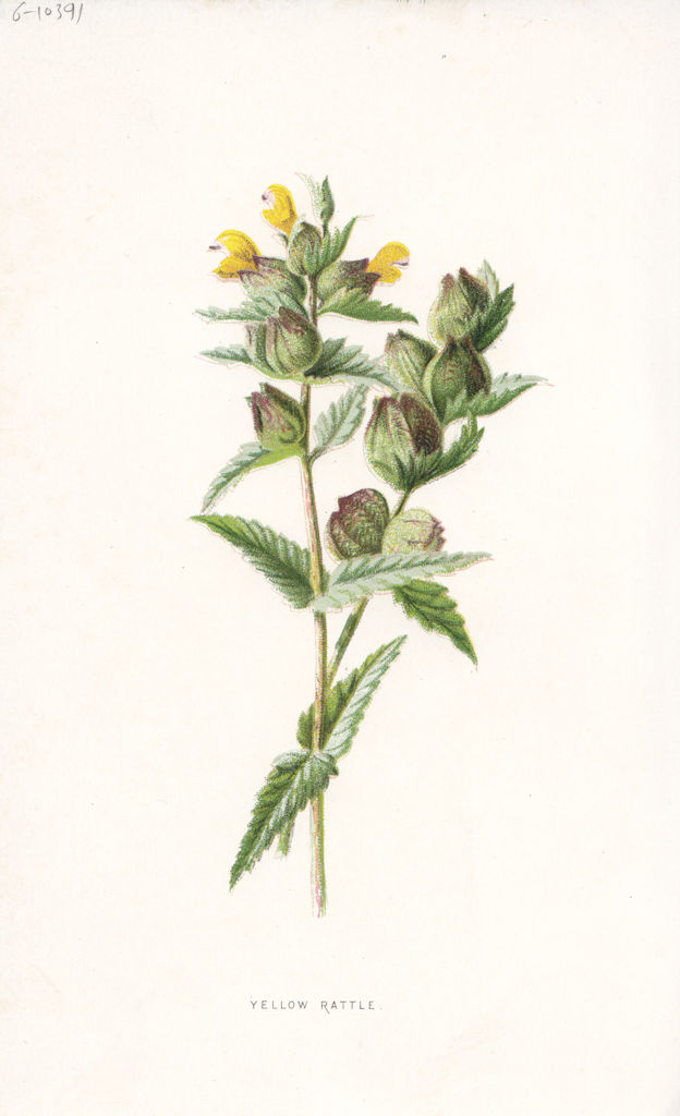 FLOWERS. Yellow Rattle c1895 old antique vintage print picture