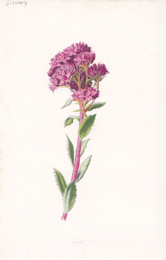 Associate Product FLOWERS. Orpine c1895 old antique vintage print picture