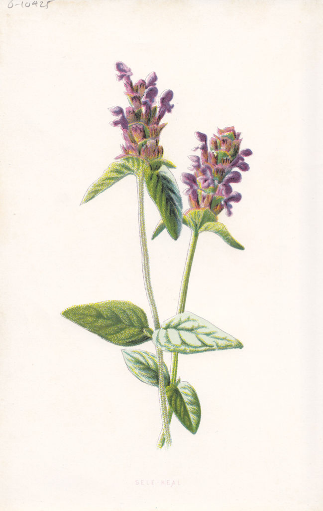 FLOWERS. Self-Heal c1895 old antique vintage print picture