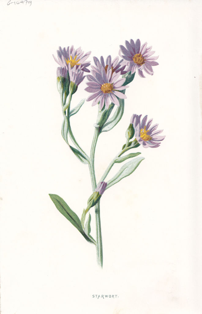 FLOWERS. Starwort c1895 old antique vintage print picture