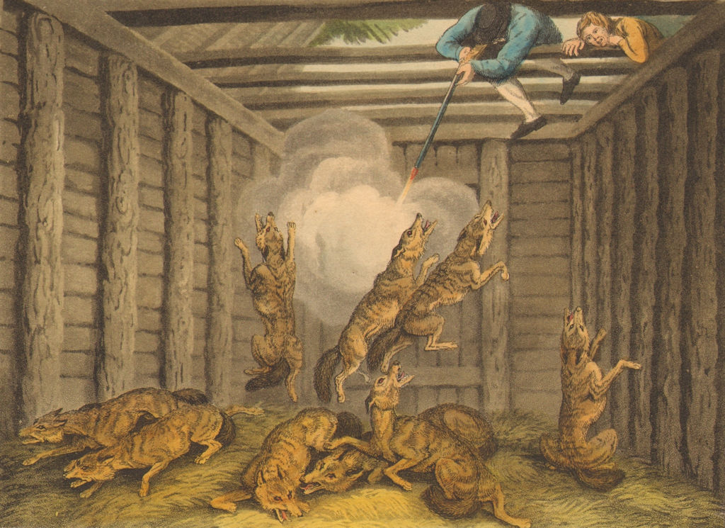 UNITED STATES CANADA. Shooting trapped wolves (Field Sports- Edward Orme)  1814