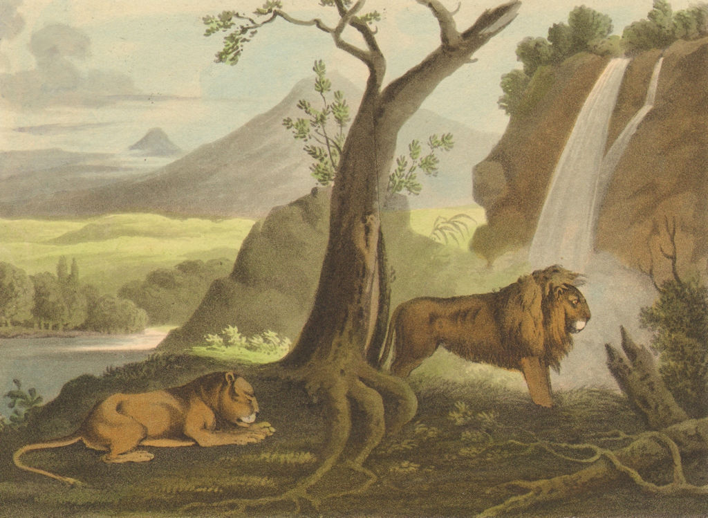 Associate Product AFRICA. Lions waiting for Prey (Field Sports- Edward Orme)  1814 old print