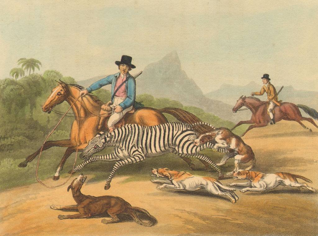 Associate Product SOUTH AFRICA. Hunting the Zebra. Horses Dogs Lassoo (Edward Orme)  1814 print