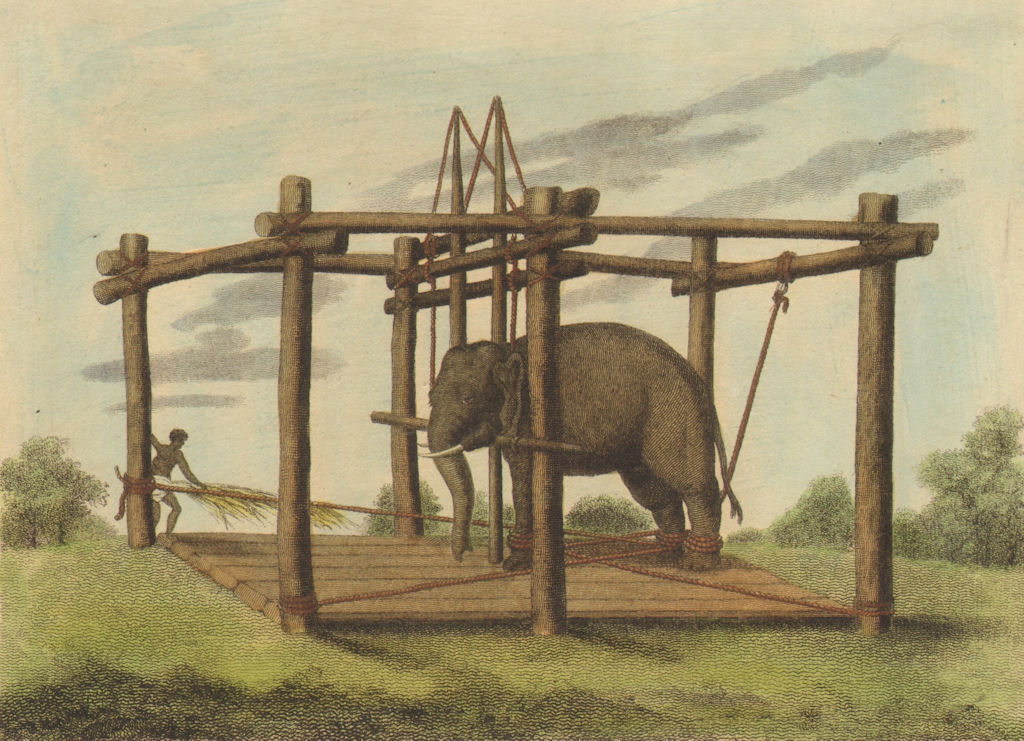 Associate Product INDIA. Hindu method taming Elephants. Ligatures. Mohout (Edward Orme)  1814