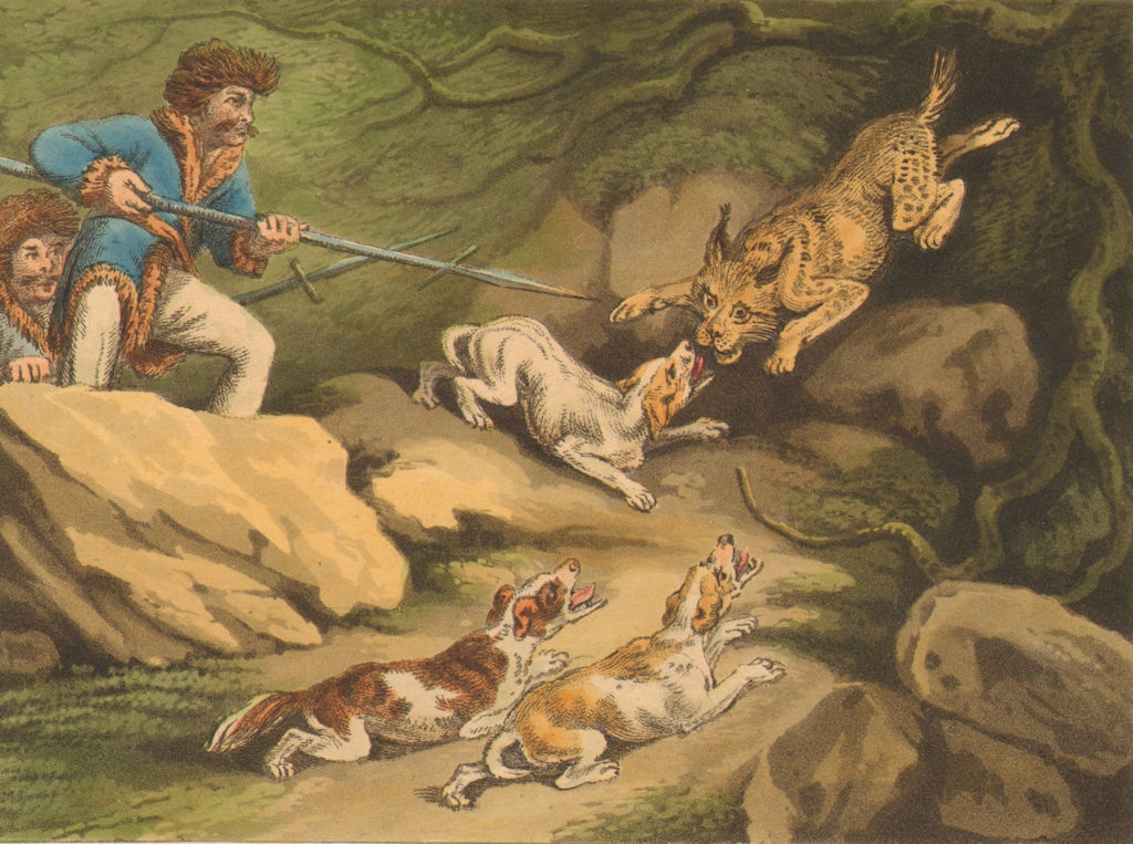Associate Product SOUTH AMERICA. Hunting a Tiger Cat (Oncilla) . Dogs Spear (Orme)  1814 print