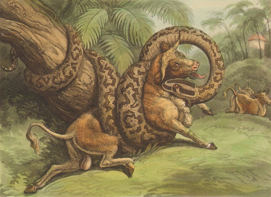 Associate Product SOUTH AMERICA. Anaconda Boa Constrictor killing eating a Bull (Orme)  1814
