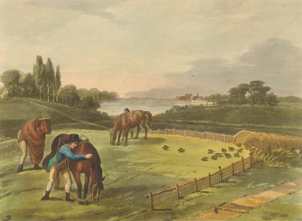 Associate Product GERMANY. Netting Partridges disguised as Ox (Field Sports- Edward Orme)  1814