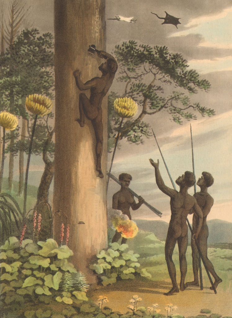 AUSTRALIA ABORIGINES. Climbing blue Gum Tree catch flying squirrel (Orme)  1814