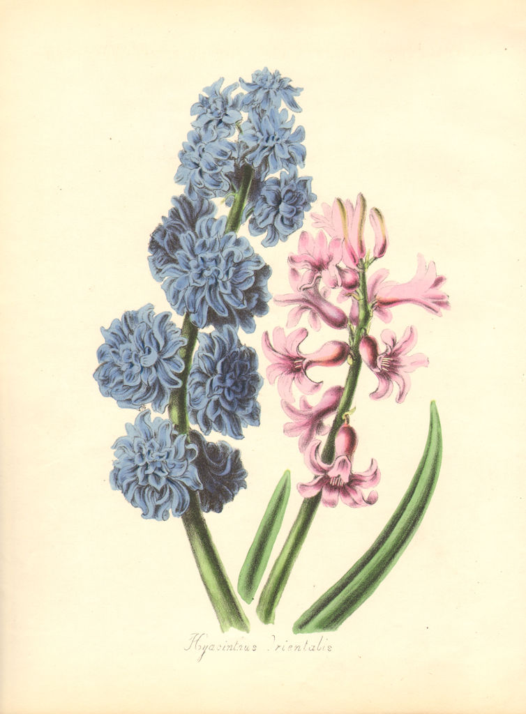 PLANTAE UTILIORES. Oriental Hyacinth (Hyacinthus Orientalis). BURNETT 1842