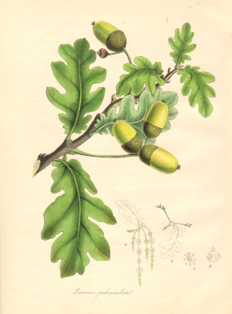 PLANTAE UTILIORES. The Oak (Quercua pedunculata) Hand colour. BURNETT 1842