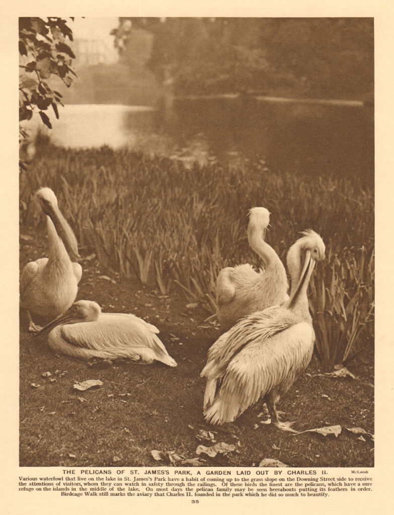 Associate Product The pelicans of St. James Park, a garden laid out by Charles II 1926 old print