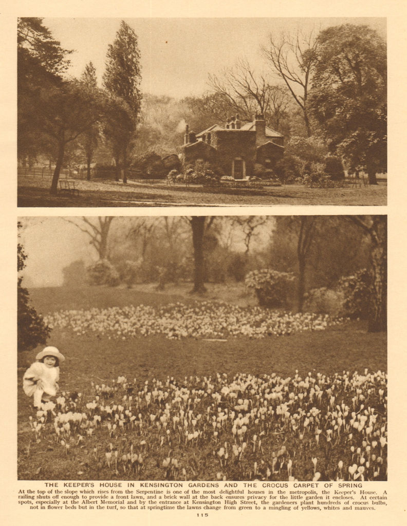 Associate Product The Keeper's house, Kensington Gardens. Crocus carpet of spring 1926 old print