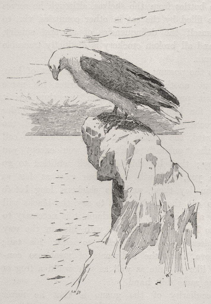 White-bellied Sea Eagle. Australia 1890 old antique vintage print picture