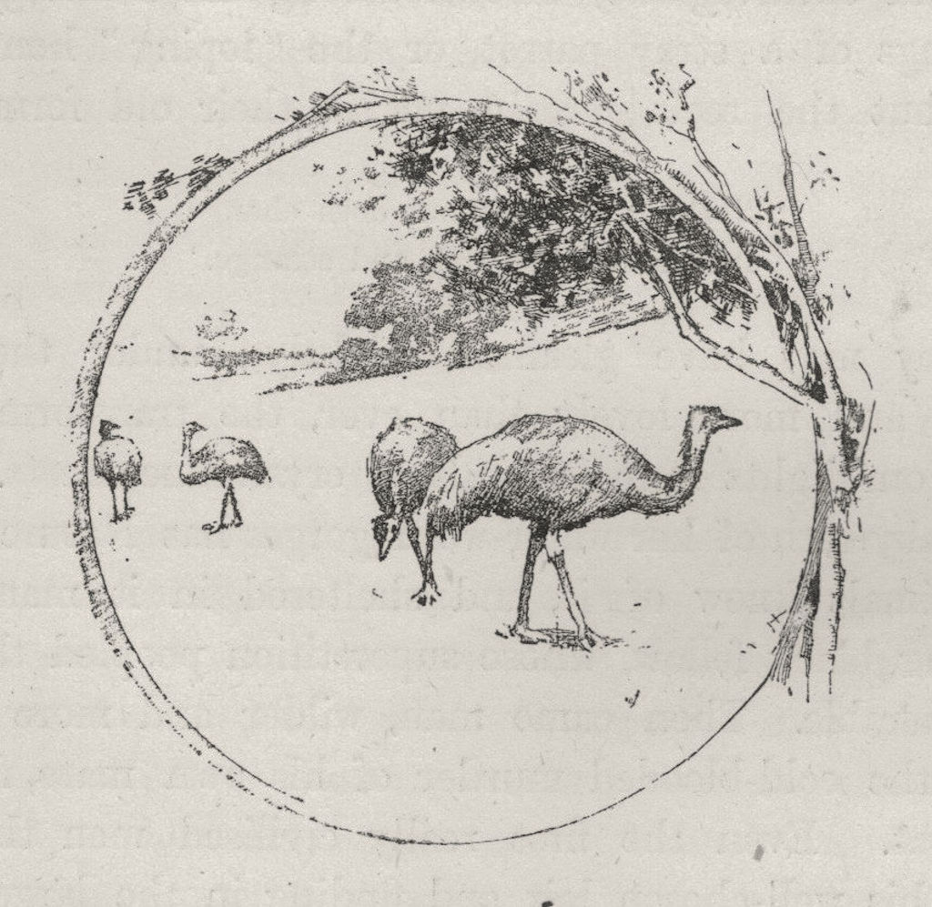 Associate Product Emus. Australia 1890 old antique vintage print picture