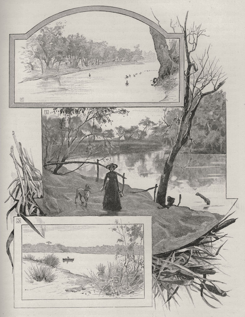 Murray river swans. Murrumbridge at Wagga Wagga & Snowy River. Australia 1890